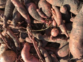 mitchell-sweet-potato-harvest